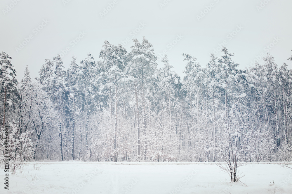 Fototapeta premium scenic view of snowy trees in winter forest
