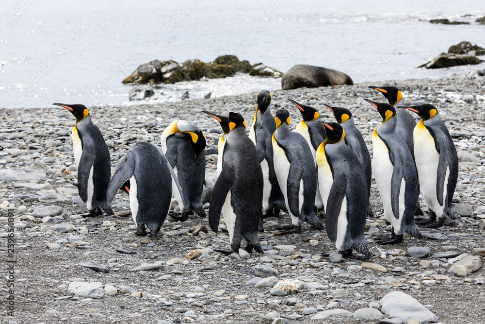 Obraz premium A group of king penguins are standing together on a pebble beach on Fortuna Bay, South Georgia, Antarctica