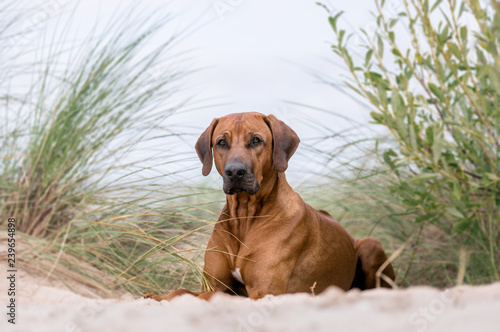 Fototapeta Naklejka Na Ścianę i Meble -  Rhodesian ridgeback dog lying on a sea beach.