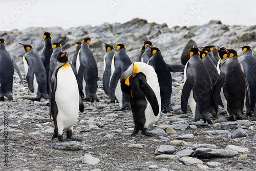 A group of king penguins are standing together on a pebble beach on Fortuna Bay  South Georgia  Antarctica