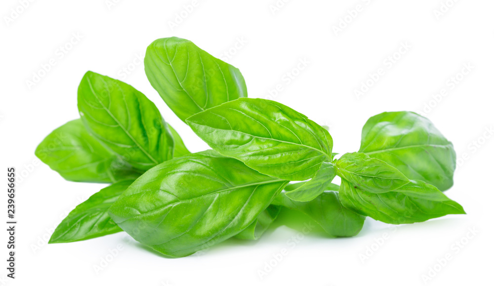 Close up of fresh green basil herb leaves isolated on white background Close up of fresh green basil herb leaves isolated on white background