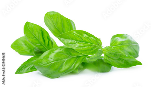 Close up of fresh green basil herb leaves isolated on white background