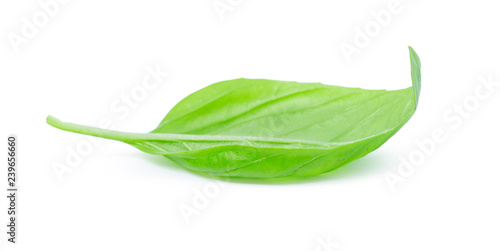 Close up of fresh green basil herb leaves isolated on white background
