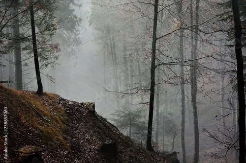 nebbie nel bosco prealpino