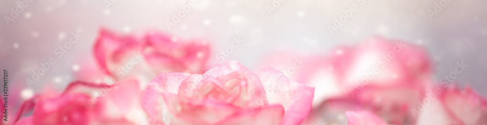 Blur defocus flower background. Pink roses texture