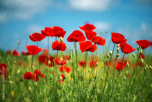 Flowers Red poppies blossom on wild field. Beautiful field red poppies with selective focus. soft light. Natural drugs. Glade of red poppies. Lonely poppy. Soft focus blur - Image