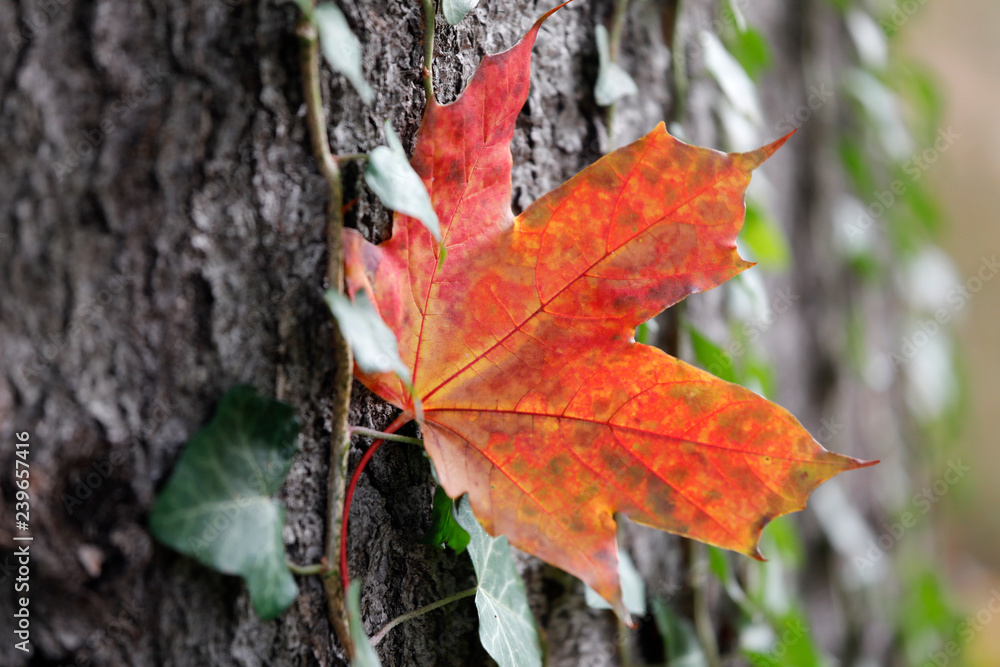 Im Herbst hängt ein einzelnes buntes Blatt in Rot Orange im Vordergrund an einem Baum umrankt von Efeu als Close up Im Herbst hängt ein einzelnes buntes Blatt in Rot Orange im Vordergrund an einem Baum umrankt von Efeu als Close up