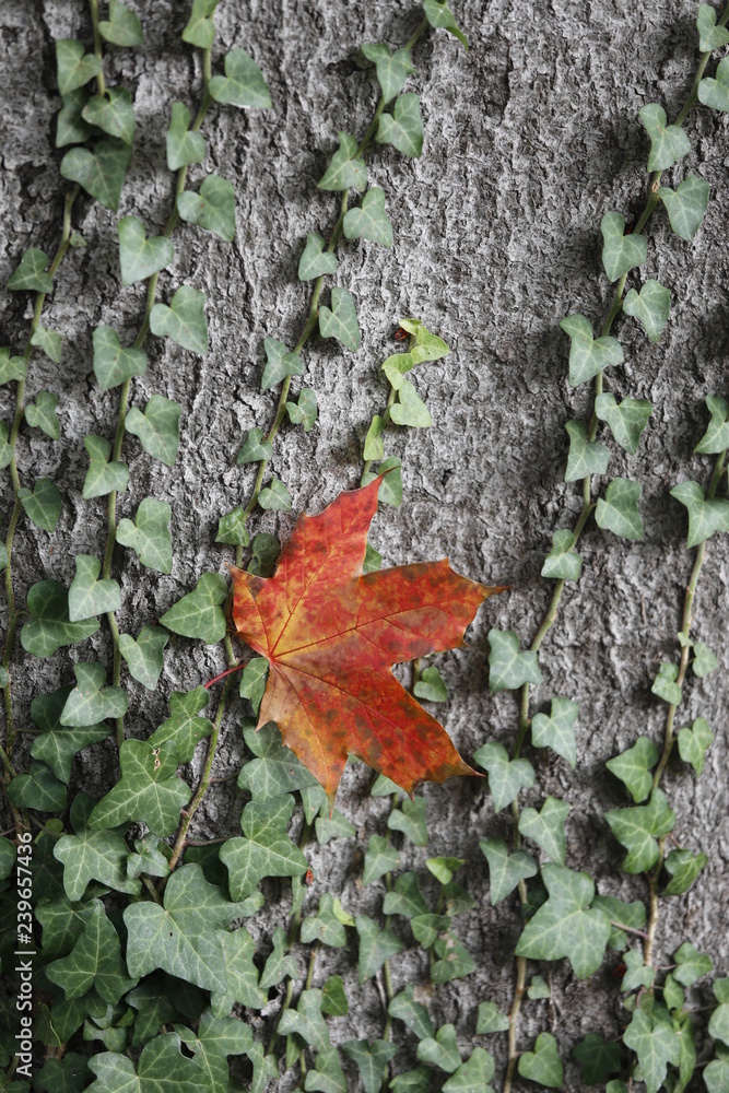 Baum-Rinde mit buntem, roten Herbstblatt von Efeu umrankt
