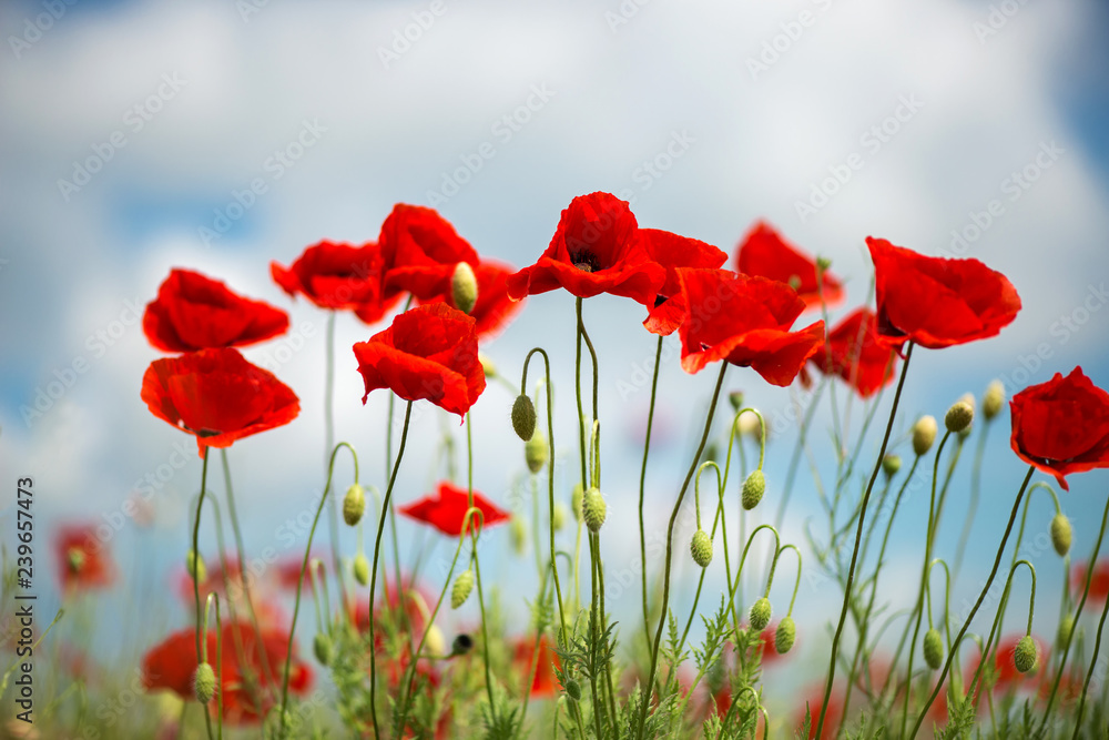 Obraz premium Flowers Red poppies blossom on wild field. Beautiful field red poppies with selective focus. soft light. Natural drugs. Glade of red poppies. Lonely poppy. Soft focus blur - Image