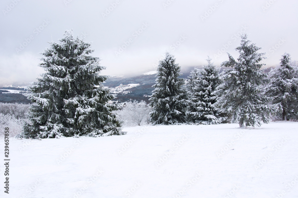 Snow covered trees in the mountains on a winter day in Bavaria, Germany