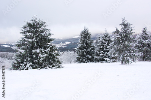 Snow covered trees in the mountains on a winter day in Bavaria, Germany © kdreams02