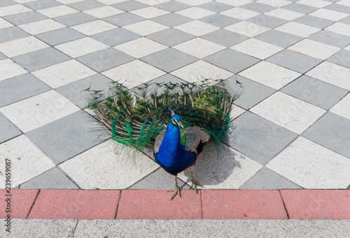 Madrid, Spain - The Buen Retiro park is one of the numerous parks and gardens of the spanish capital. Here in particular its more famous guests, the peacocks