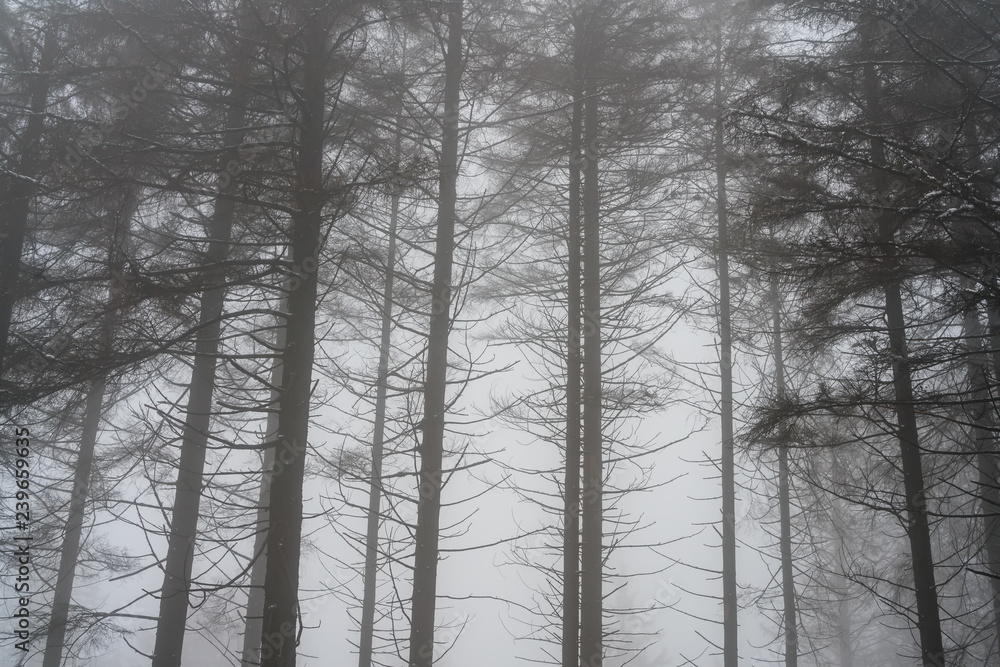 Pine tree forest in winter Pine tree forest in winter