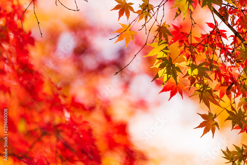 秋のもみじ　Japanese maple leaf