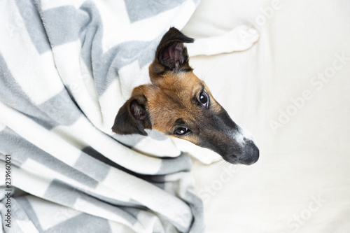 Smooth fox terrier puppy in cozy blanket looks up. Cute little dog in throw plaid lying in bed at home, top view