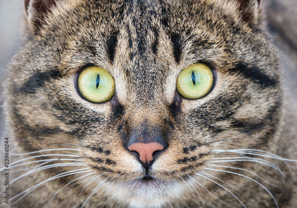cat with yellow eyes cat with yellow eyes