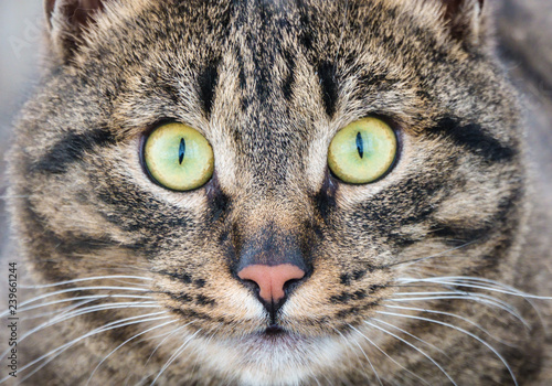 cat with yellow eyes