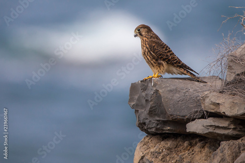 Foto Cernícalo hembra en Tenerife
