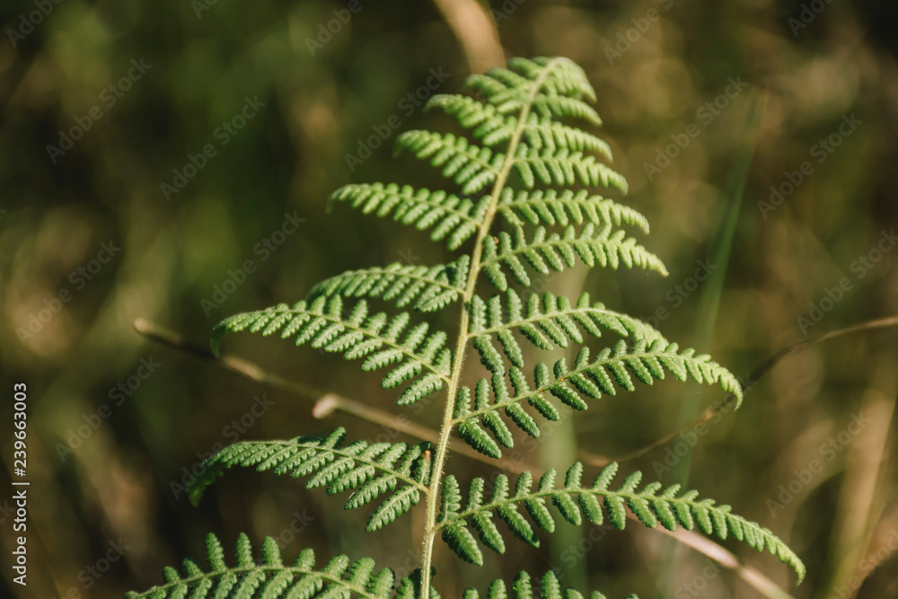 fern in the forest fern in the forest