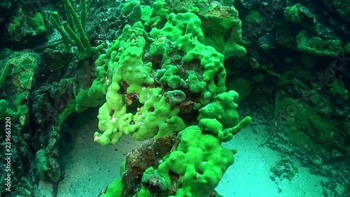 Close-up underwater endemic green sea sponge Porifera at bottom of Lake Baikal.
