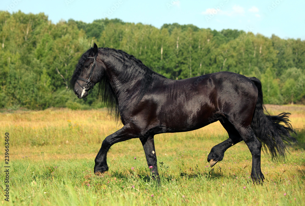 Friesian Horse stallion runs through summer meadow Friesian Horse stallion runs through summer meadow