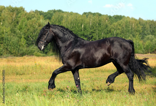 Friesian Horse stallion runs through summer meadow