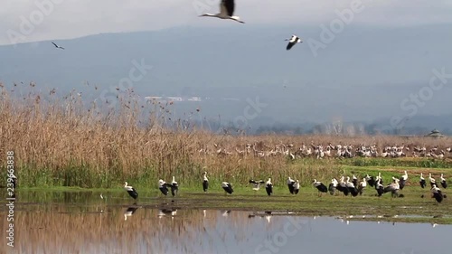 White storks flying  in hula valley Beautiful shot of White stork flying in hula valley