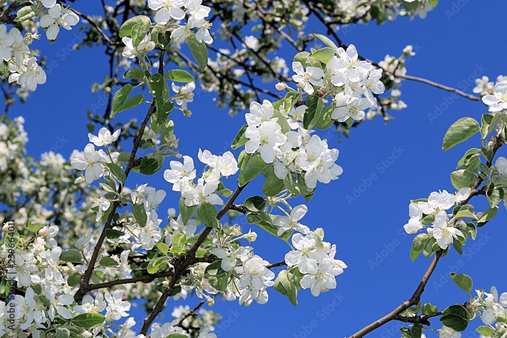 Beautiful flowers of apple tree blooming in spring Beautiful flowers of apple tree blooming in spring