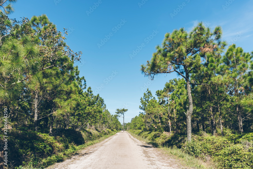 road in the forest. Nature views and sky from phukradueng National Park to City Phukradueng District.