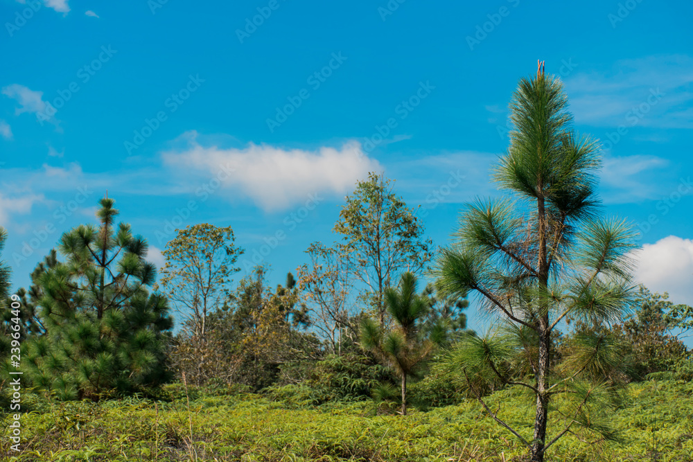 Nature views and sky at Phukradueng National Park, Loei. Nature views and sky at Phukradueng National Park, Loei.