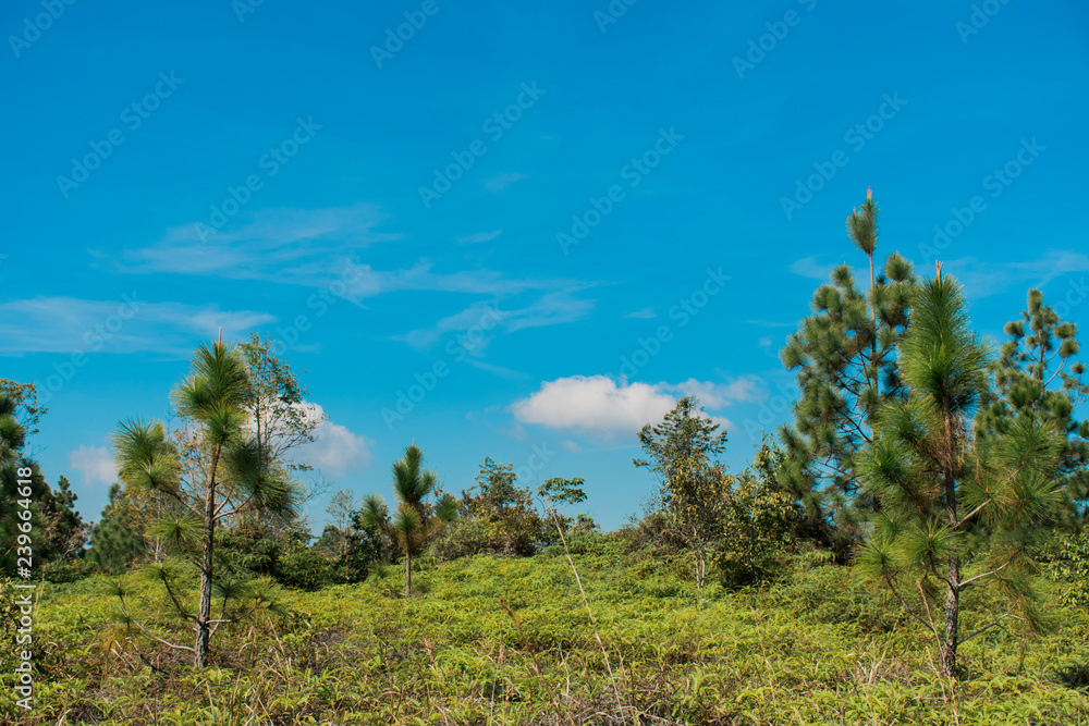 Nature views and sky at Phukradueng National Park, Loei. Nature views and sky at Phukradueng National Park, Loei.
