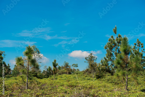 Nature views and sky at Phukradueng National Park  Loei.