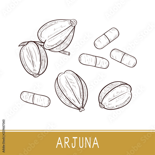 Arjuna. Fruit, capsule. Sketch. Set. Monophonic.
