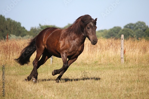 beautiful dark icelandic horse is running on a paddock in the sunshine