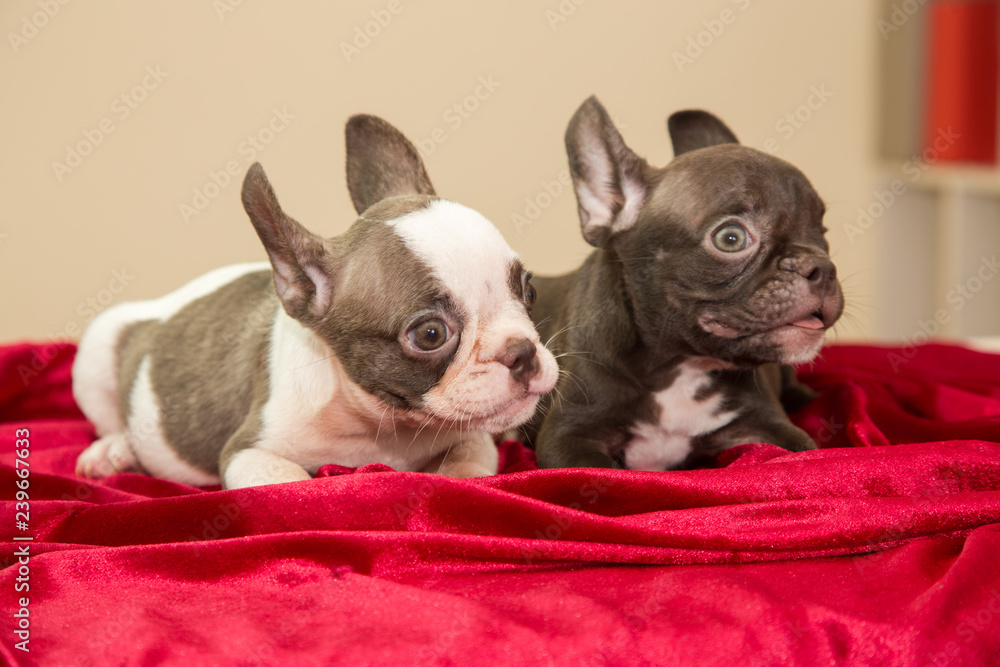Twin of Cute little pedigreed french bulldog puppy lying , Two month of French Bulldog on the red cloth, selective focus on the face with blurred background for birth abstract & background 