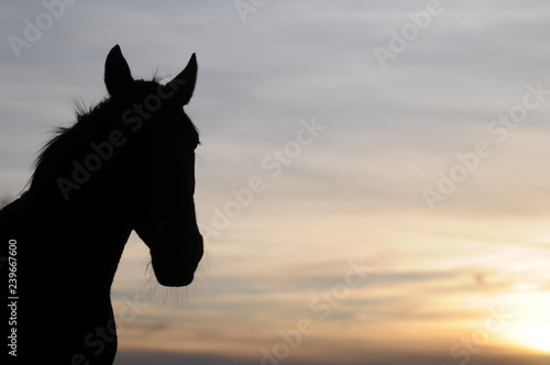 horse at sunset © Sonja