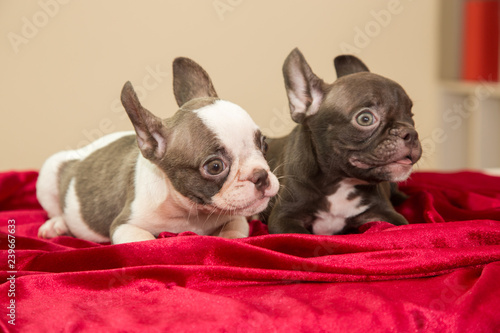 Twin of Cute little pedigreed french bulldog puppy lying   Two month of French Bulldog on the red cloth  selective focus on the face with blurred background for birth abstract   background 