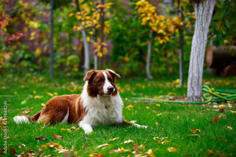 Fototapeta premium Dog breed Border Collie