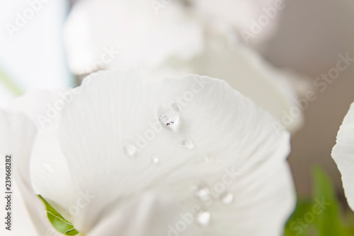 White water drop on bright petal