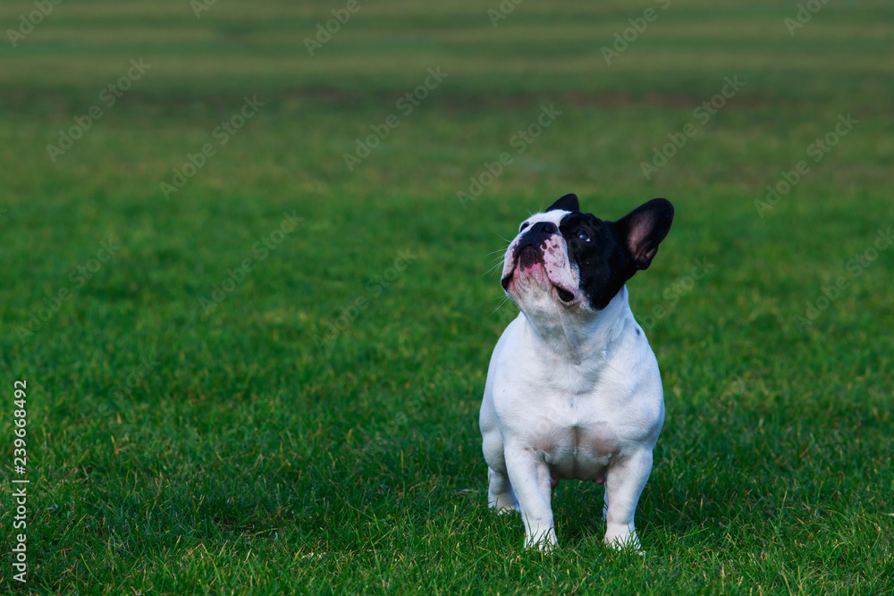 Dog breed French Bulldog