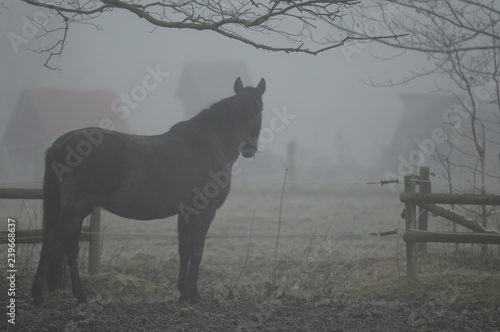 Foggy horse