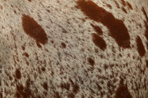 Close up of the brown blotches on a which background of a Nguni cow hide.
