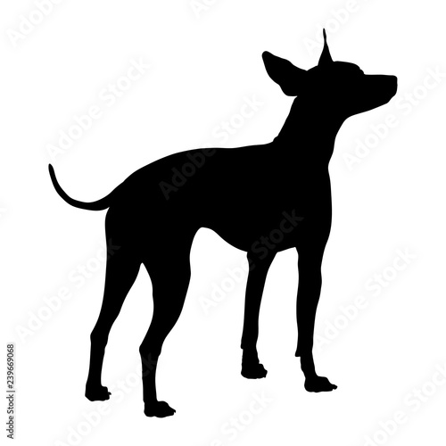 American Hairless Terrier. Silhouette