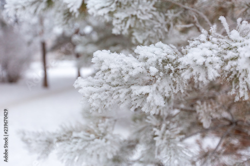 snow covered trees © Александр Иващин