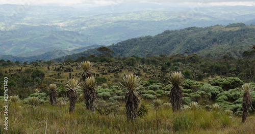 Landscape of the Colombian paramo. Espeletia plants. photo