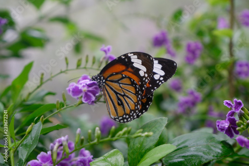 Close-up butterfly on flower in garden  Common tiger butterfly , Monarch butterfly. © Supitnan