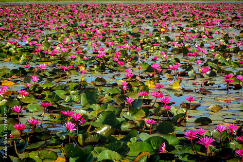 Lotus Field in the lek Ayutthya .Thailand