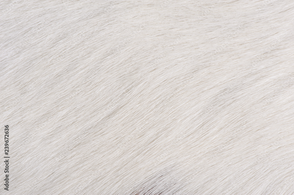 withe Cow fur background withe Cow fur background