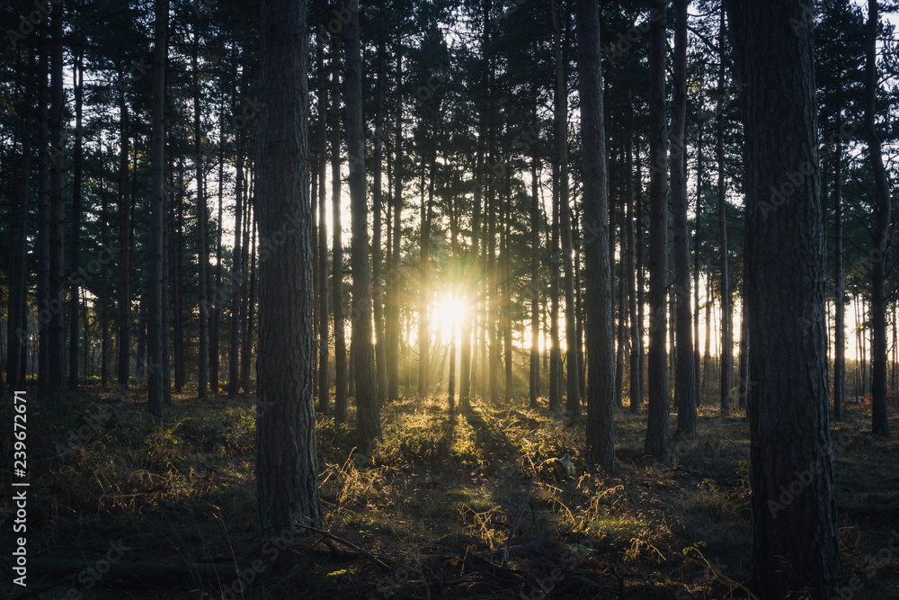 Obraz premium Sunrise in the forest. Early morning light in woodlands