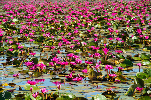 the red lotuses in the full blooming is in the Ayutthya.Thailand